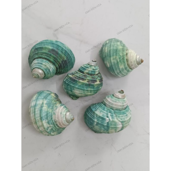 Vỏ ốc Rugo siêu xinh.Ốc mượn hồn Biên Hòa