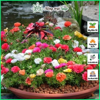 Hạt giống Hoa Mười Giờ Cánh Kép Nhiều Màu, Hoa Nở Liên Tục, Trồng Quanh Năm - Nông Trại Sago