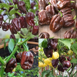 HẠT GIỐNG ỚT HABANERO CHOCOLATE SIÊU CAY NHẬP KHẨU