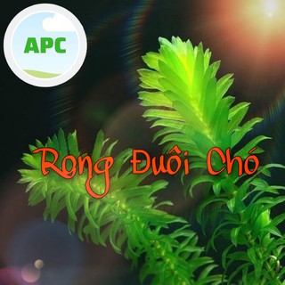 Rong Đuôi Chó Trang Trí Hồ Cá - Phụ kiện trang trí hồ cá cảnh , thủy sinh , tiểu cảnh , hòn non bộ giá rẻ tốt