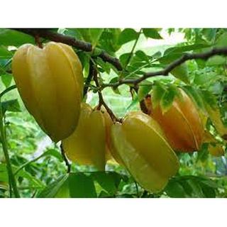 Chậu cây khế ngọt cao 100cm .