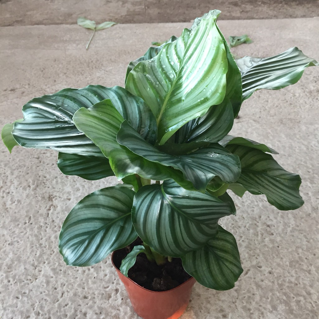 Cây đuôi công táo xanh, chiều cao, 20cm bụi cây to sum suê dễ trồng và chăm sóc, thích hợp trang trí bàn làm việc