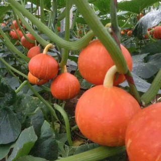 10 hạt giống bí ngô mini