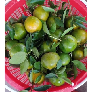 Quýt đường Vĩnh Long