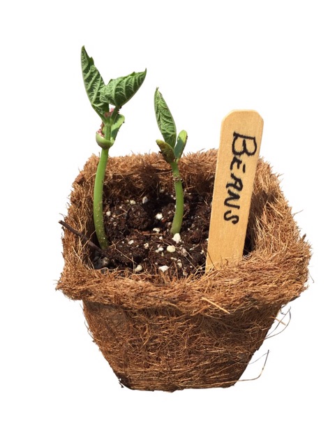 Chậu xơ dừa vuông lớn - Square coir pot