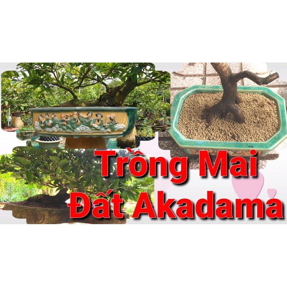 [FreeShip] 1Kg Đất Nhật Trồng Bonsai, Thuỷ Sinh, Sen Đá - AKADAMA Cao Cấp Nguyên Bao - Full Size