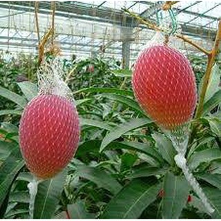 Hạt giống xoài đỏ