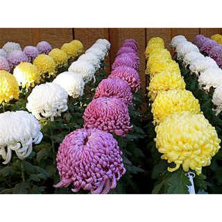 Gói 50 hạt giống cúc đại đoá nhiều màu