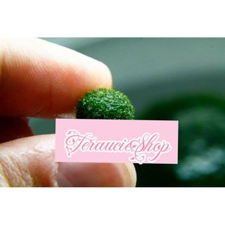 Tảo cầu marimo Nhật Bản