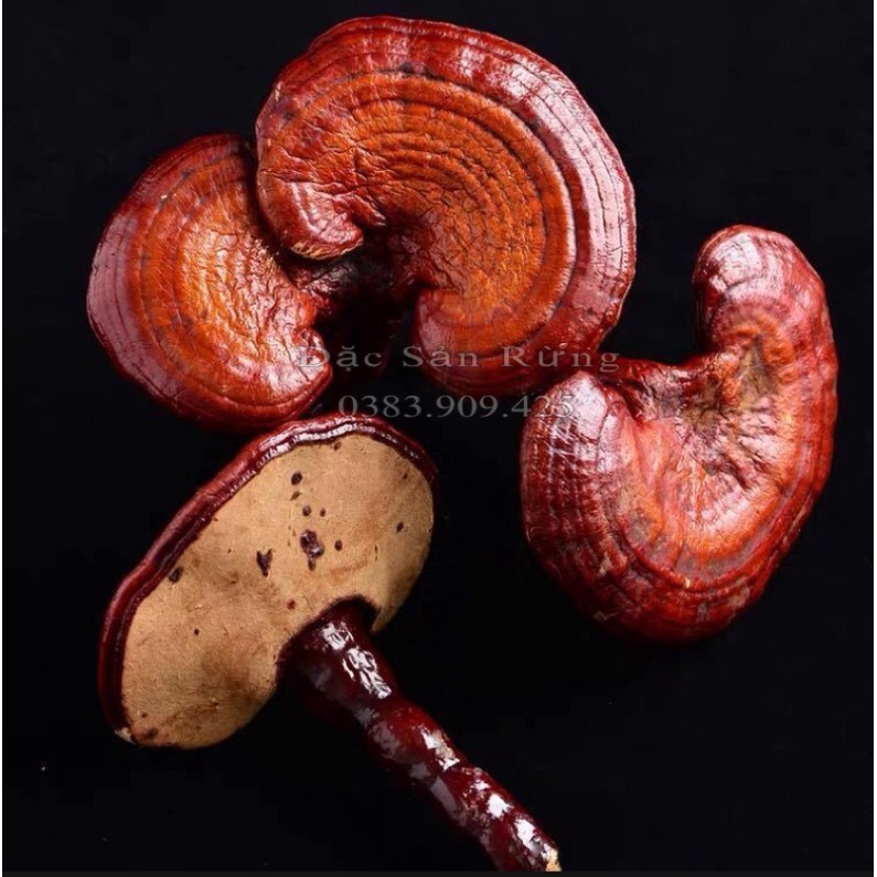 Nấm Linh Chi Đỏ Khô 500gr - Đặc sản rừng