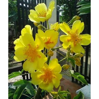 Hoa mai hà lan