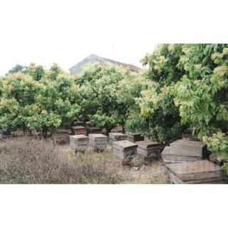 mật ong hoa nhã 1lít
