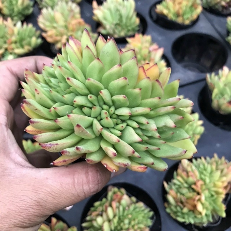 💋Sen đá Đế vương Crest xịn xịn