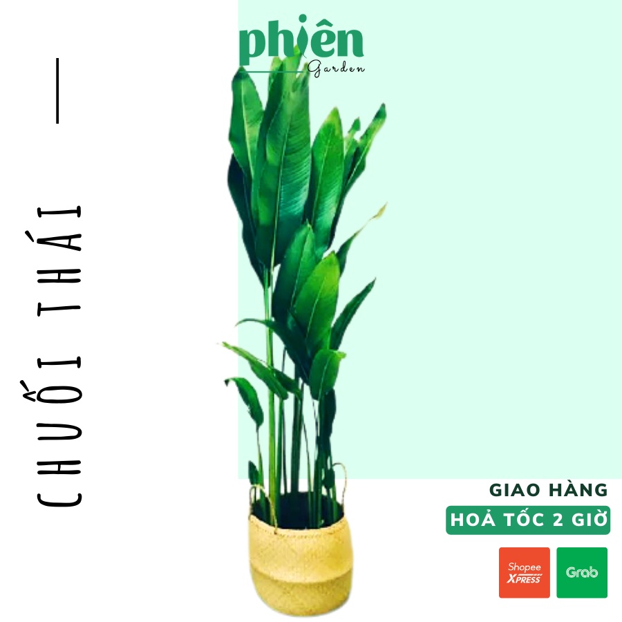 Cây Chuối Thái, cây chuối cảnh cao 1m5 để nội thất