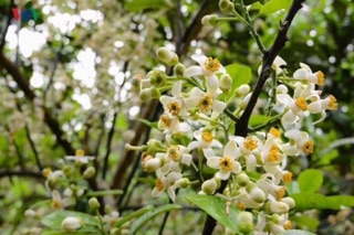 Dầu gội trầm hương