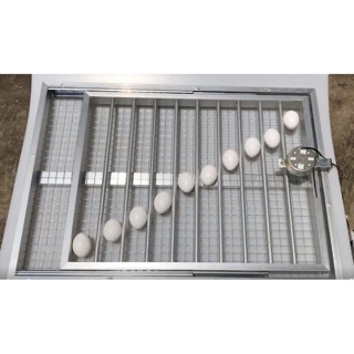 Trứng Bồ Câu Nước Combo 10 quả