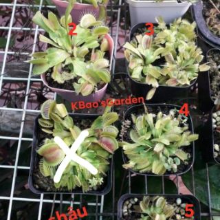 Bẫy kẹp ( venus flytrap )
