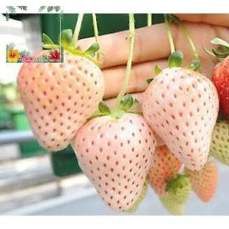 Green Garden -- Hạt giống dâu tây trắng - tặng kèm 1 gói hạt giống ngẫu nhiên ! o.Ô >< .