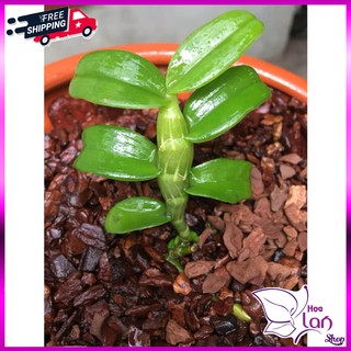 Phi điệp 🍀FREESHIP🍀 5ct Phú Thọ - HO - Bảo Duy - Bạch Tuyết [  Kie Năm 1 ]