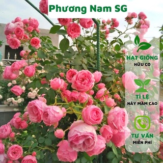 Hạt giống hoa hồng leo Pháp Phương Nam 20H