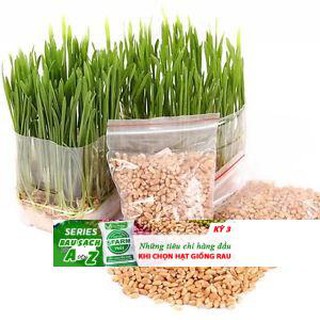 100 Hạt Giống Cỏ Lúa Mì Đỏ Cỏ Mèo