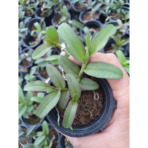 phi điệp hồng yên thủy