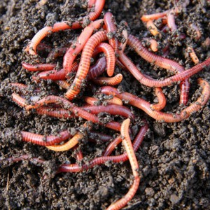 Dịch trùn quế EEL Q