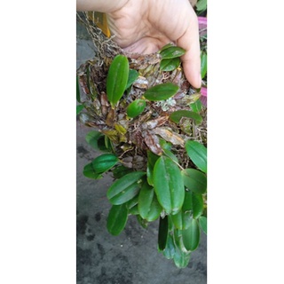 Lan vảy rồng khóm to