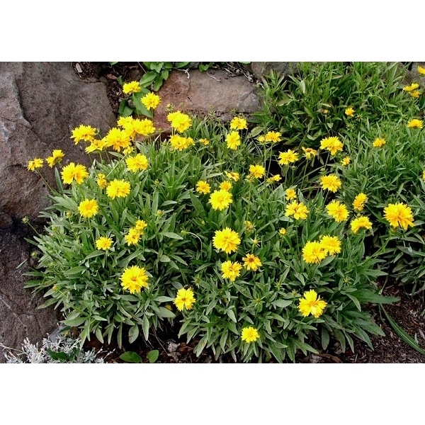 Grow more NPK 6-30-30 100gram phân bón lá kích ra hoa, phát triển bộ rễ