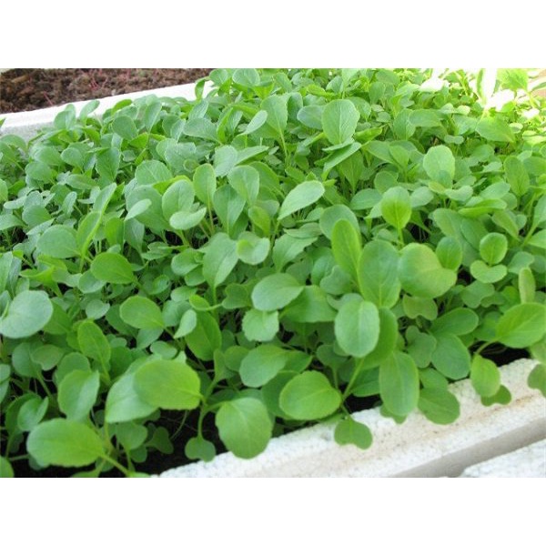 Gói 20 Gram hạt giống rau cải canh ăn non