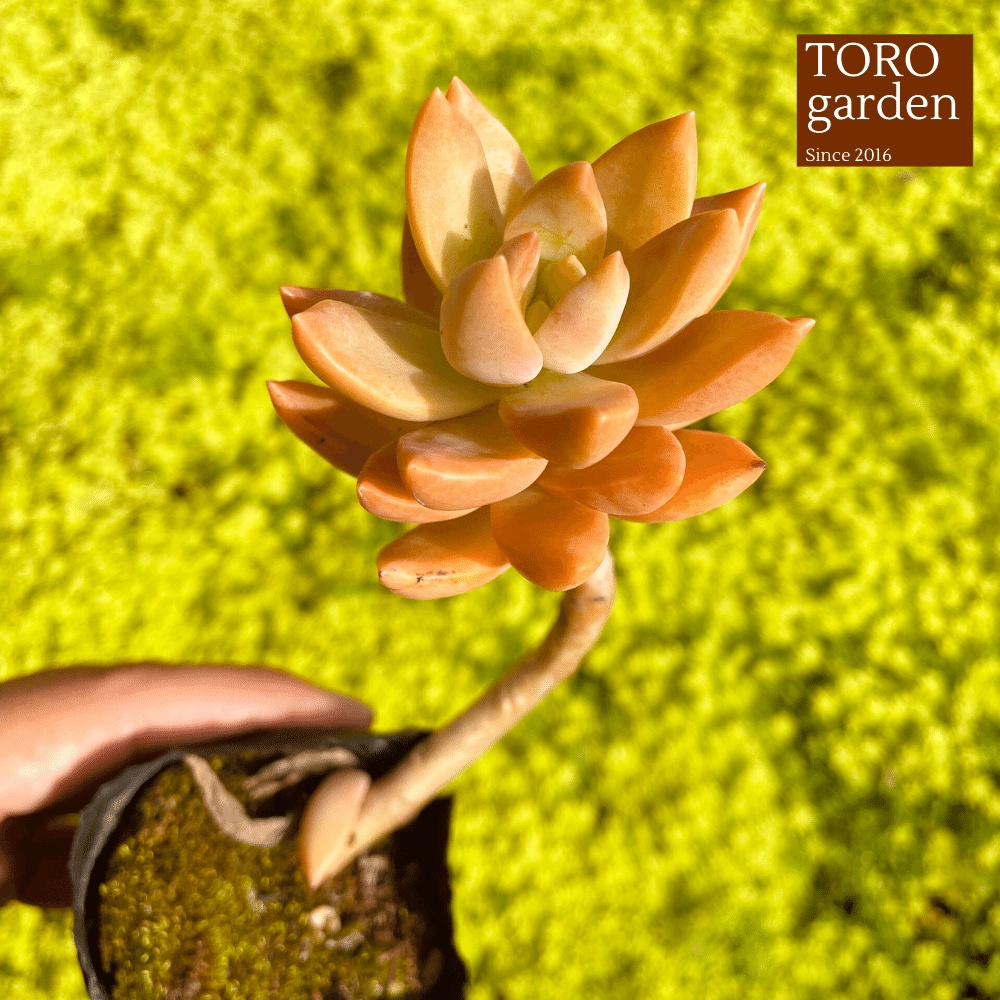Sen đá đá đỏ cổ thụ Đà Lạt size bé cây cảnh trang trí nhà cửa Toro garden