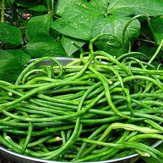 Hạt giống đậu đũa ngọt cao sản