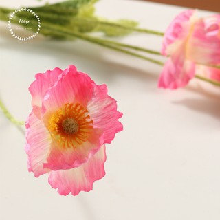 Cành hoa Poppy Trắng