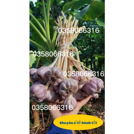 Tỏi tím ta