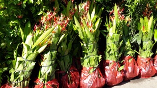 Cây chuối thiên điểu