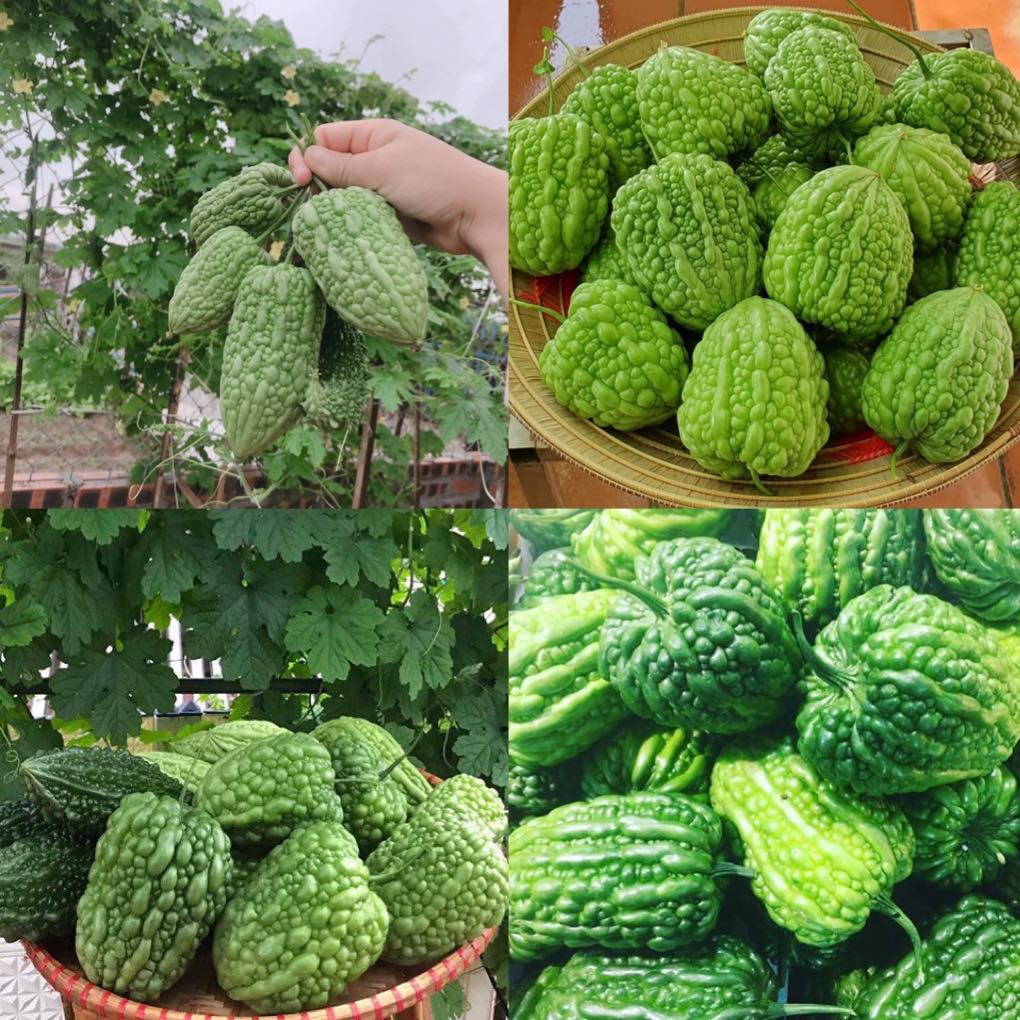 Hạt giống mướp đắng trái tim
