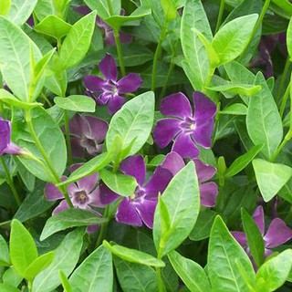 Dừa Cạn Tím Violet