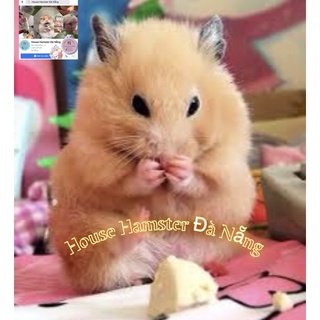 Phô mai vỗ béo cho chuột Hamster