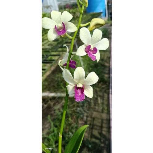 Lan Denro nắng trắng lưỡi tím cây đang nụ