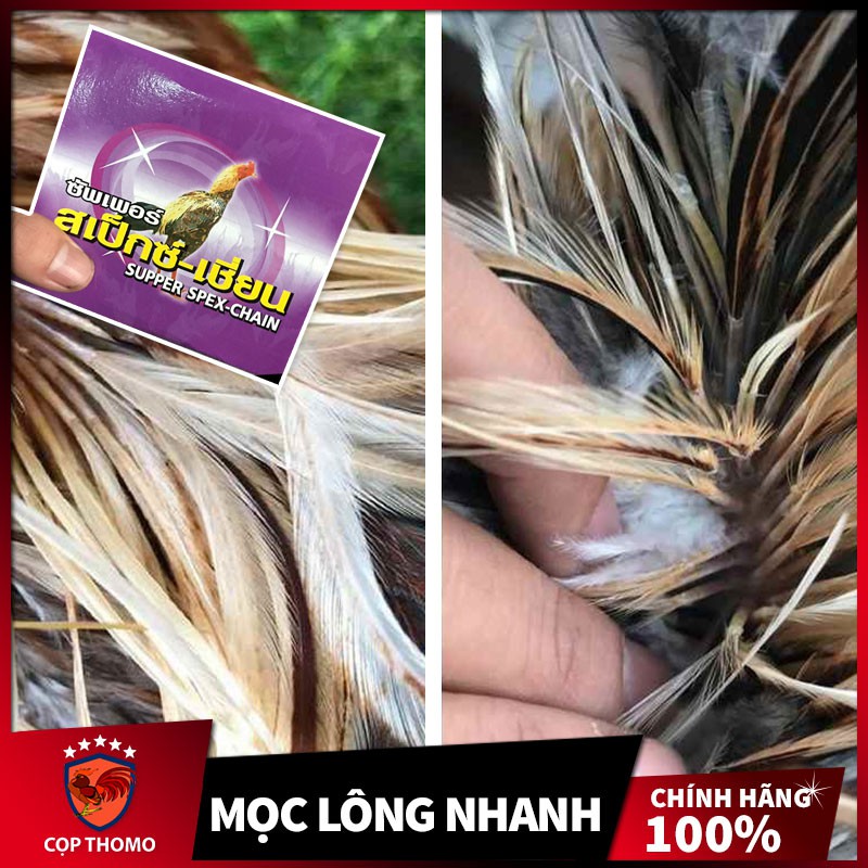 Thuốc kích thích mọc lông cho gà Super Spex Chain , ra lông nhanh , bóng mượt