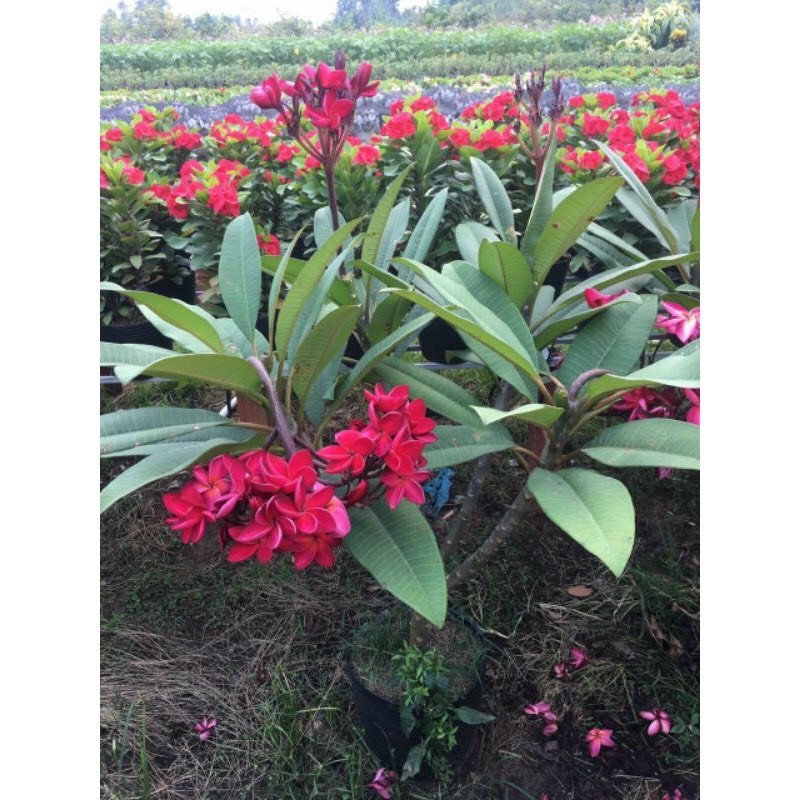 Cây sứ đại đỏ