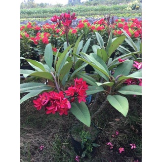 Cây sứ đại đỏ