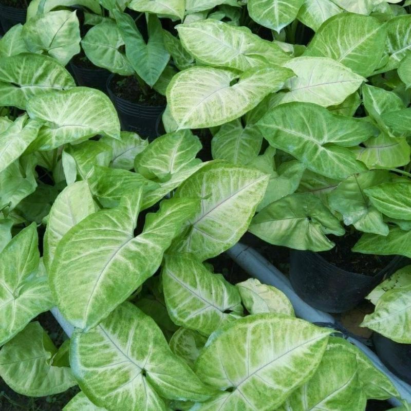 🍀Cây trầu bà lá trắng, cây Tróc bạc