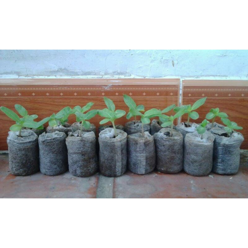 10 viên nén sơ dừa