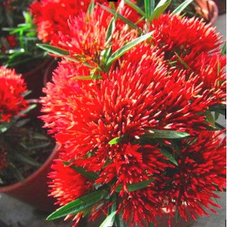 [Cây giống hoa] trang kim hoa đỏ (cây mini) - Trang Flowers