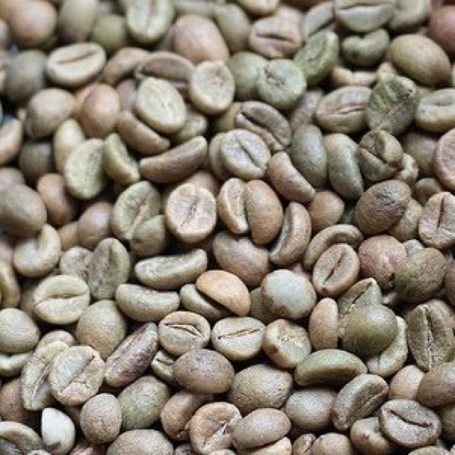 5kg Cà phê nhân sống chưa rang Robusta BMT- Hạt to đều chín nguyên chất