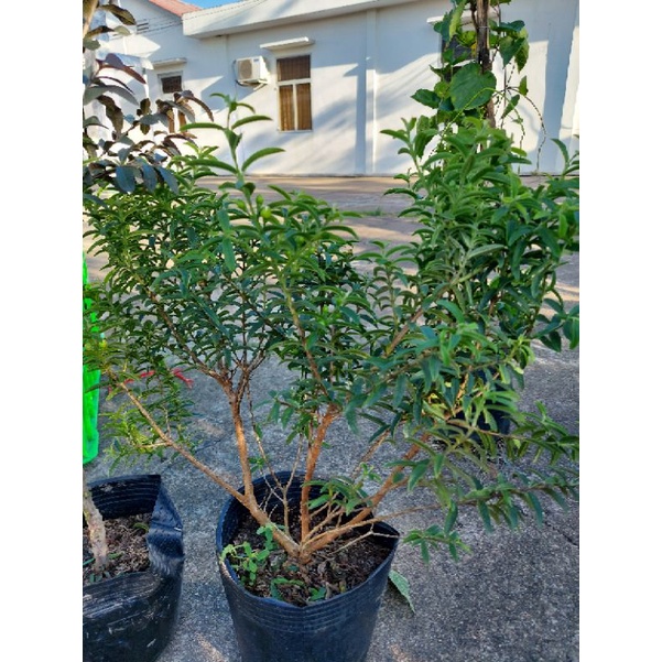Cây ổi sẻ