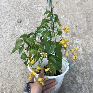 Cây lan hoàng dương , dây chuỗi ngọc hoa vàng