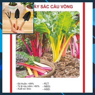 Hạt Giống Cải Bảy Sắc Cầu Vồng 50 Hạt TẶNG BỘ LÀM VƯƠN MINI