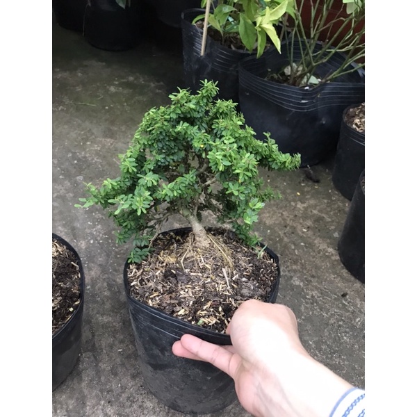 caykiengsadec cây linh sam hạt gạo, bonsai mini sam hạt gạo tân phú, trang trí sân nhà